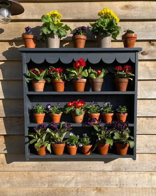 Large Auricula Theatre