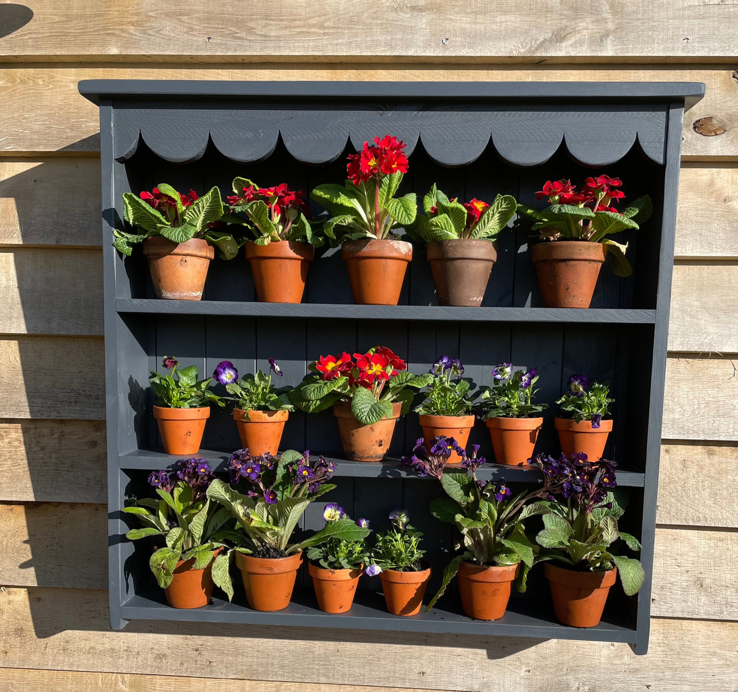 Large Auricula Theatre
