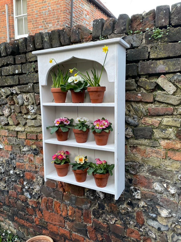 Auricula Theatre, Primroses, Primula, Garden Flower Display Shelves
