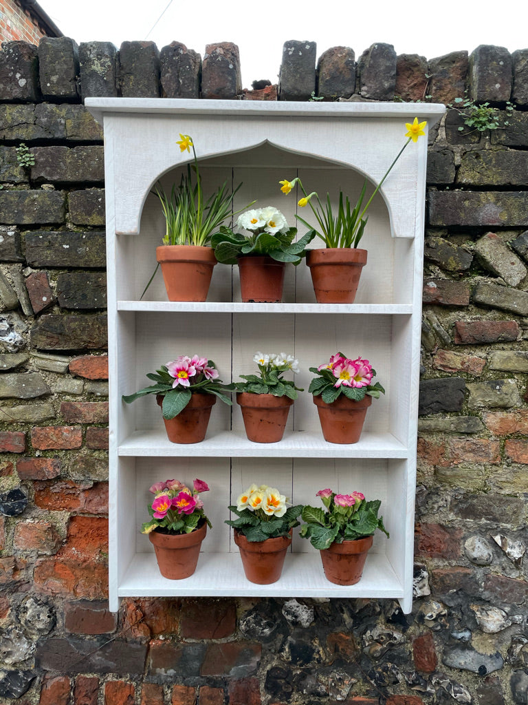 Auricula Theatre, Primroses, Primula, Garden Flower Display Shelves