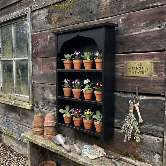 Auricula Theatre, Primrose, Primula, Flower Wall Shelf, Rustic Timber Garden Flower Display Shelves, in Three Colours