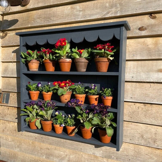Large Auricula Theatre, Primrose, Primula, Flower Wall Shelf, Garden Flower Display, Scalloped Frieze, Two Sizes, Three Colours