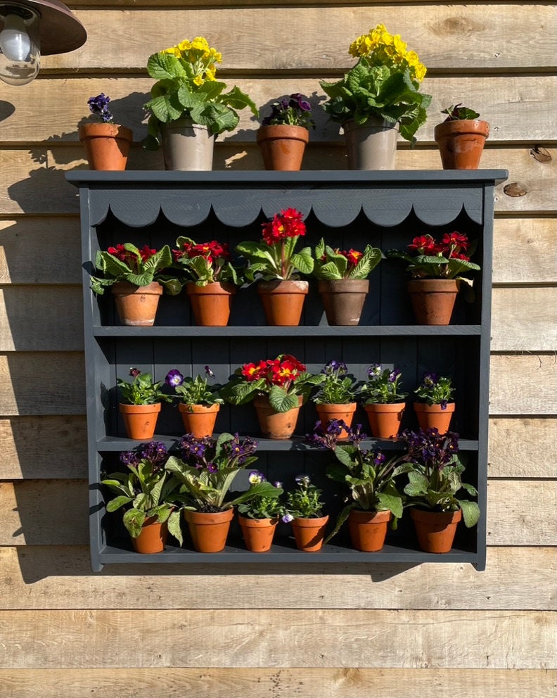 Large Auricula Theatre, Primrose, Primula, Flower Wall Shelf, Garden Flower Display, Scalloped Frieze, Two Sizes, Three Colours