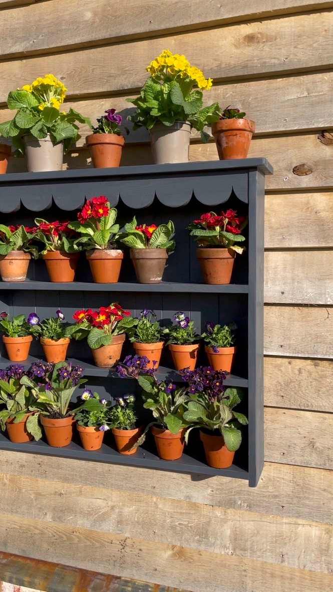 Large Auricula Theatre, Primrose, Primula, Flower Wall Shelf, Garden Flower Display, Scalloped Frieze, Two Sizes, Three Colours