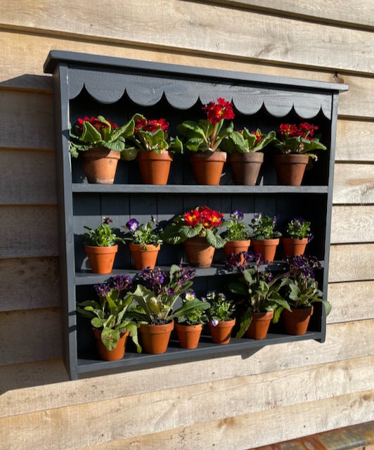 Large Auricula Theatre, Primrose, Primula, Flower Wall Shelf, Garden Flower Display, Scalloped Frieze, Two Sizes, Three Colours